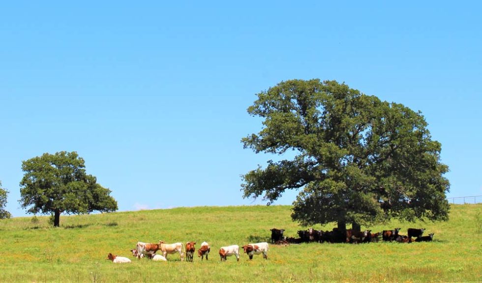 Real Estate Broker in McAlester & Eufaula, OK Century 21 Shirley